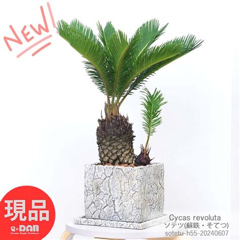 鉄樹|【観葉植物】ソテツ(蘇鉄)の育て方｜株分けの方法や 